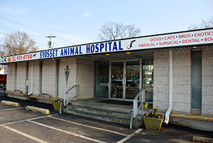 Our Animal Hospital in Syosset, New York - Syosset Animal Hospital
