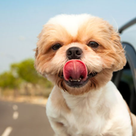 Syosset Animal Hospital - Traveling With a Pet