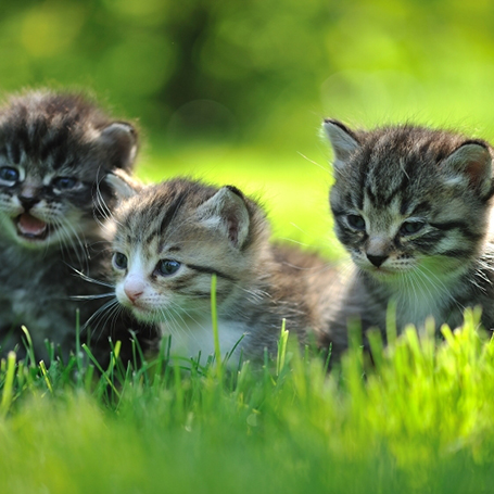Syosset Animal Hospital - Kitten Care